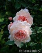 A Shropshire Lad