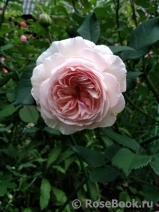 A Shropshire Lad