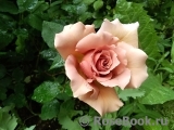 Julia's Rose