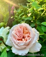 Garden of Roses 