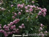 Brentano-Rose