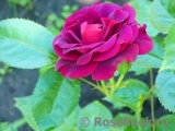 Katie's Rose