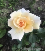 Debbie Phillips Rose