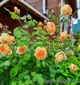 Crown Princess Margareta®