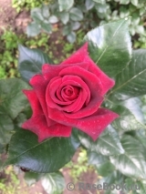 Black Baccara