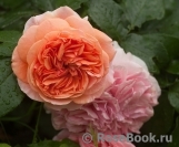 Crown Princess Margareta®