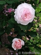 A Shropshire Lad