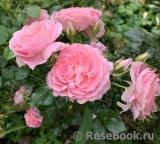 The Alnwick Rose