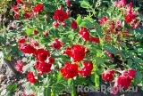 Black Forest Rose ®