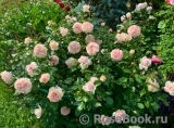 Garden of Roses 