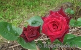 Black Baccara