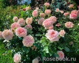 Garden of Roses 