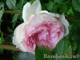 The Wedgwood Rose