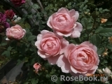 The Alnwick Rose