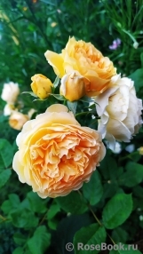 Crown Princess Margareta®