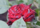 Black Baccara