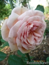 A Shropshire Lad