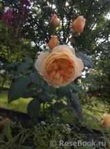 Crown Princess Margareta®