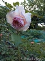 A Shropshire Lad