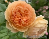 Crown Princess Margareta®