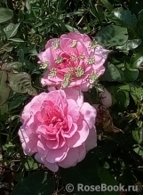 Gertrude Jekyll