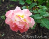 Rose de Gerberoy ®