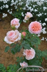 Abraham Darby