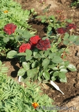 Black Baccara