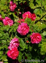 Rosa gallica 'Officinalis'