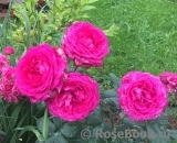 Johann Wolfgang von Goethe Rose®