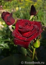 Black Baccara