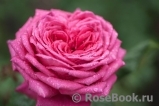 Johann Wolfgang von Goethe Rose®