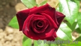 Black Baccara