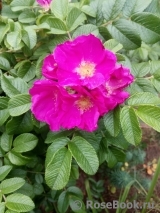 Rosa rugosa rubra