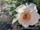 Crocus Rose® 