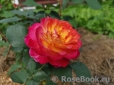 Rosa Le Rosier De La Memoire