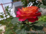 Rosa Le Rosier De La Memoire