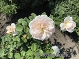 Crocus Rose® 