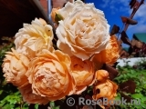 Crown Princess Margareta®