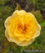 Rose de Gerberoy ®