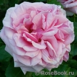 Durance Ancian Rosa