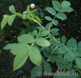 Rosa canina 'Laxa'