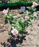 La Rose de Molinard ®