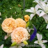 Crown Princess Margareta®