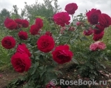 Kordes' Rose Bordeaux ®