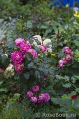 Centenaire de l'Haÿ-les-roses ®