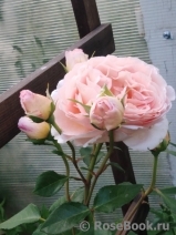 Abraham Darby