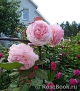 A Shropshire Lad