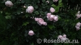 Hans Gonewein Rose 