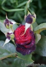 Black Baccara